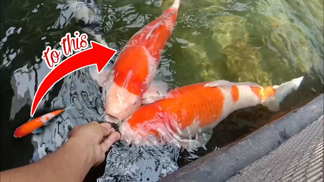 How to Grow Big KOI FISH