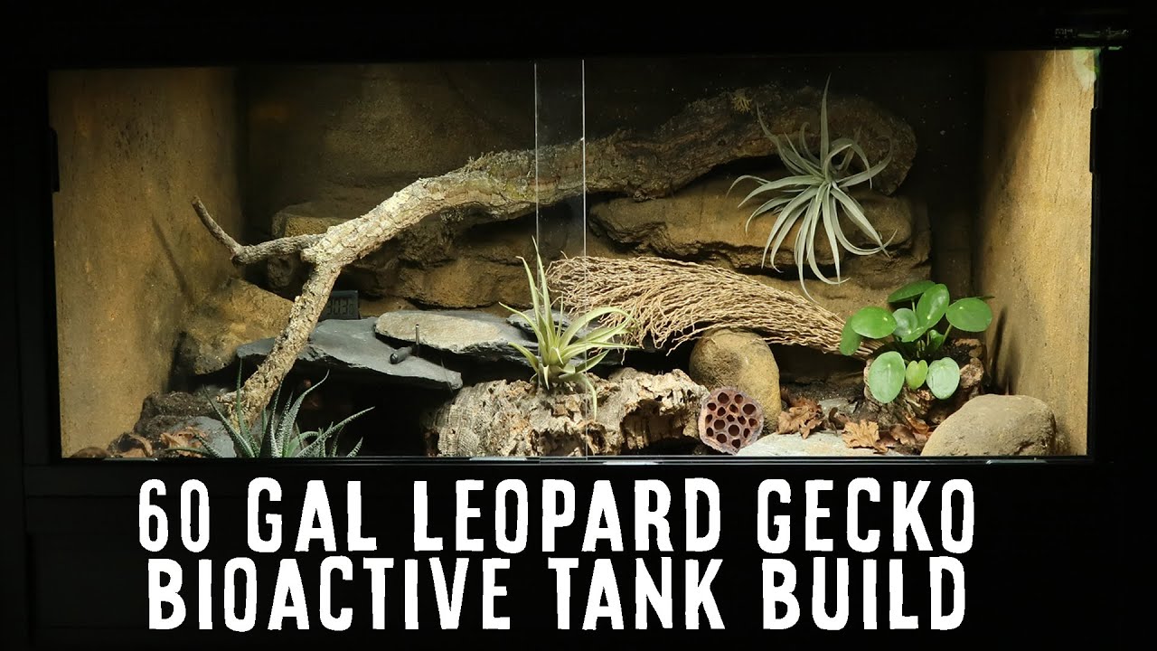 60 Gallon Bioactive Leopard Gecko Tank Build 🤩