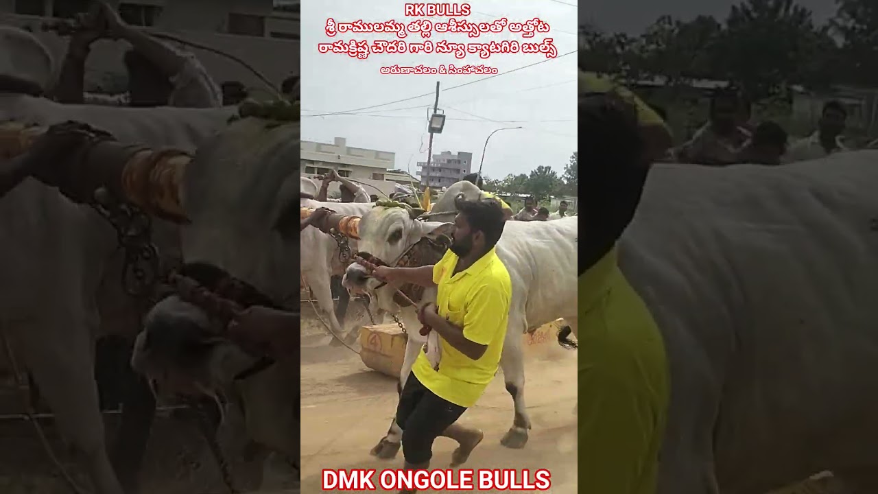 !!RK BULLS Gari New cetagiry bulls simhachalam & Arunachalam 