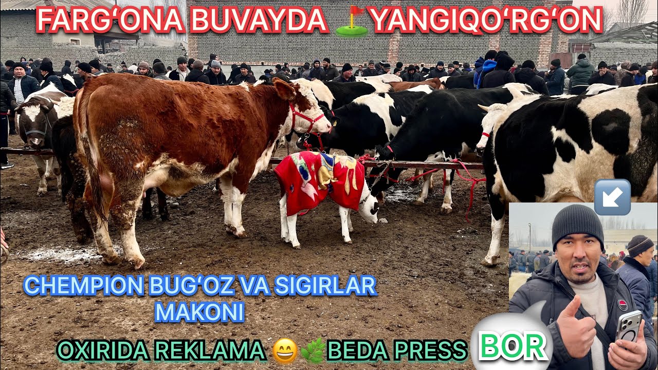 ZOT BUGʻOZ VA SIGIRLAR⛳️YANGIQOʻRGʻON CHORVA BOZORI 👍🏼👍🏼👍🏼