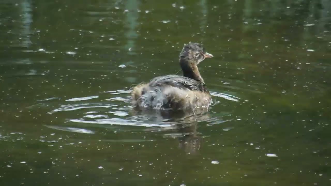 Big Pool Wood Nature Reserve - June 2025