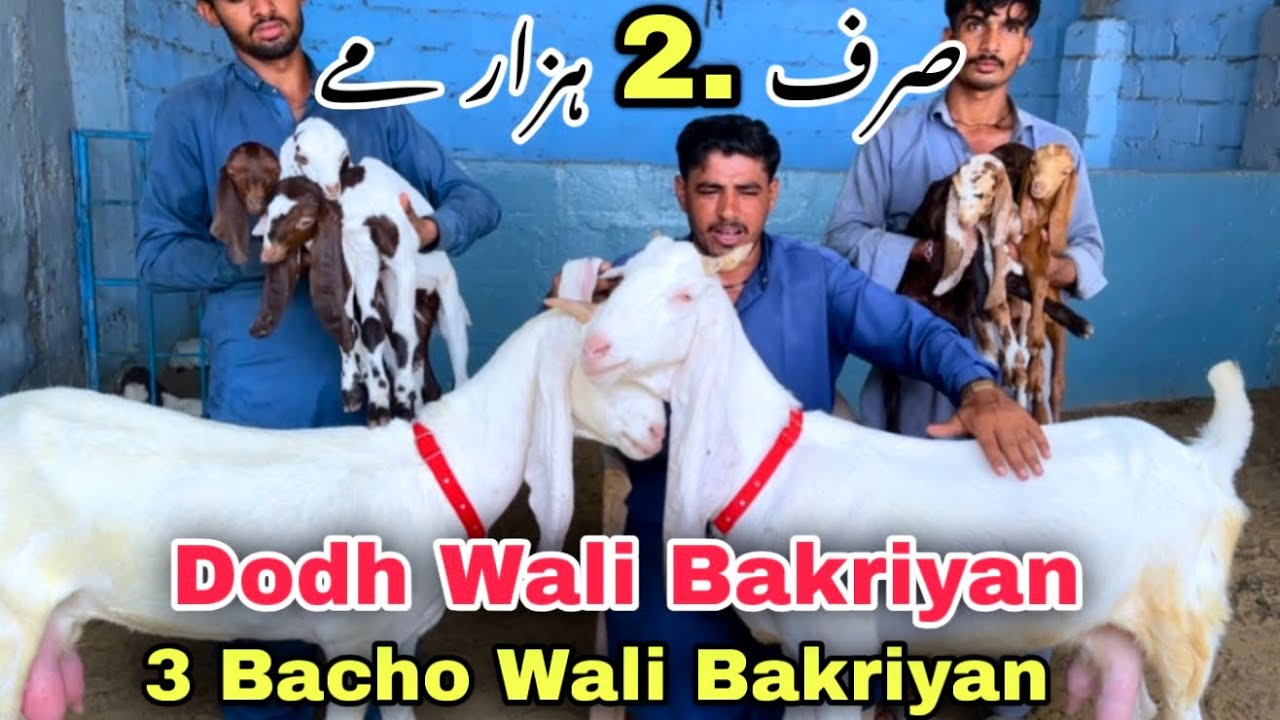 🍀 Liyari Bakra Mandi Se Bhe Sasti 😍 Ghulam Qadir Goat Farm | Bacho Wali Bakriyan 