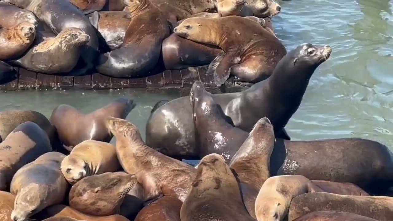 Sea Lions barking at Pier 39 and Fisherman's Wharf in San Francisco
