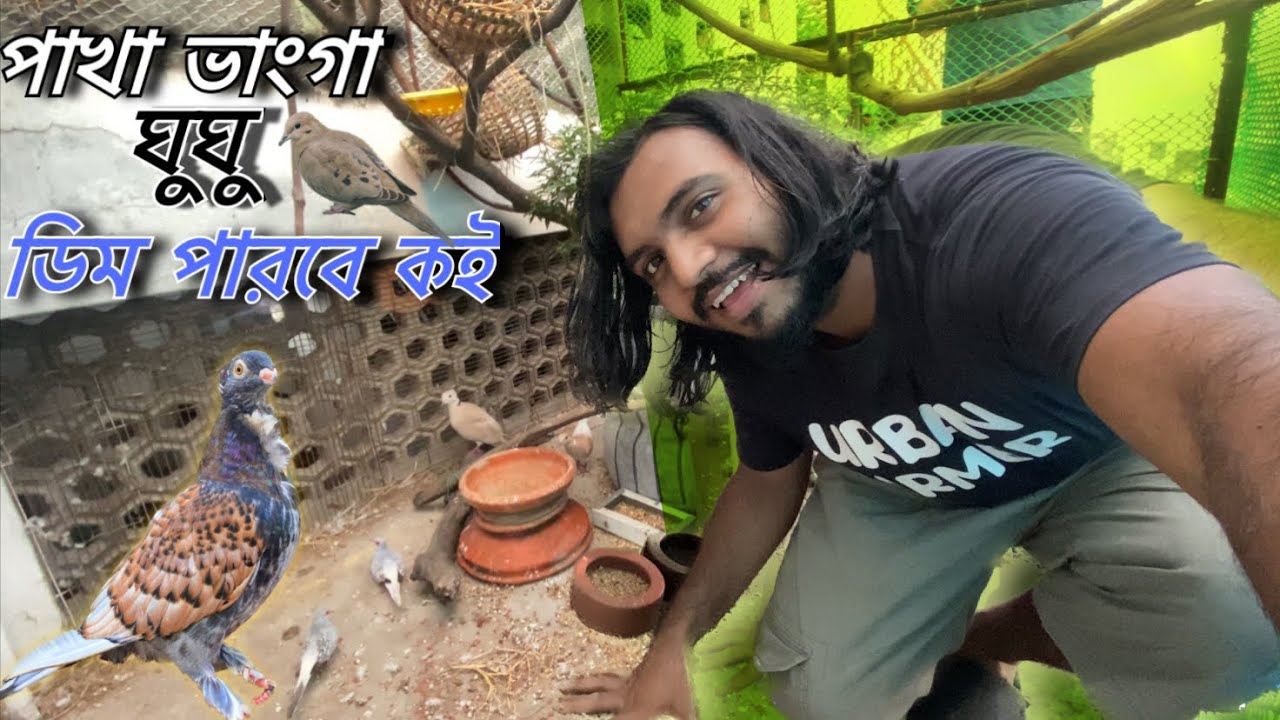 Finally Dove Colony Nest Update 😍