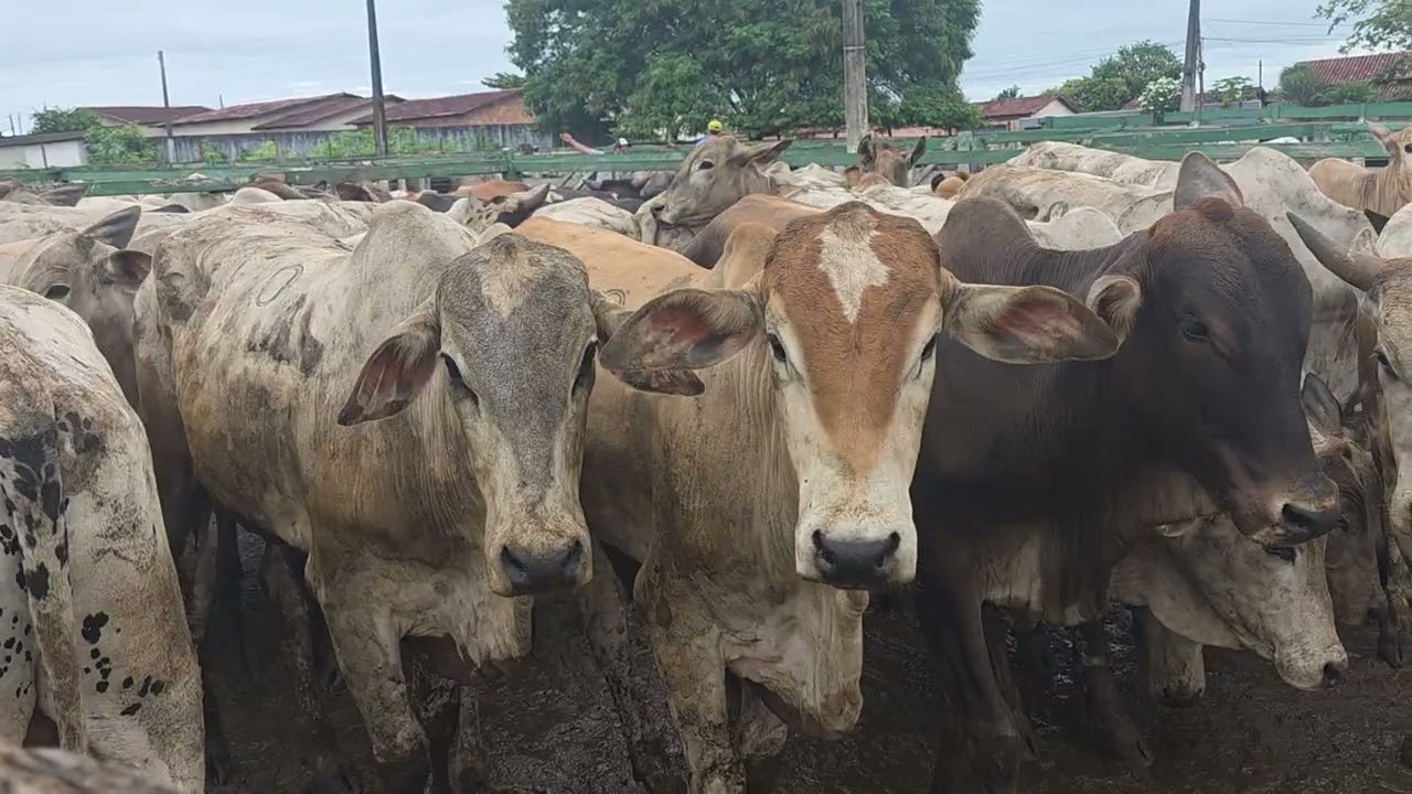 LEILAO COM PREÇOS DE ASSUSTAR SERA QUE ESSA REAGIDA SEGUE FIRME.