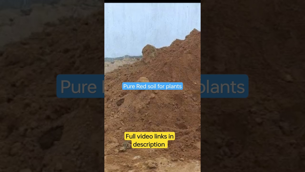 pure Red soil and home make neem powder for plants