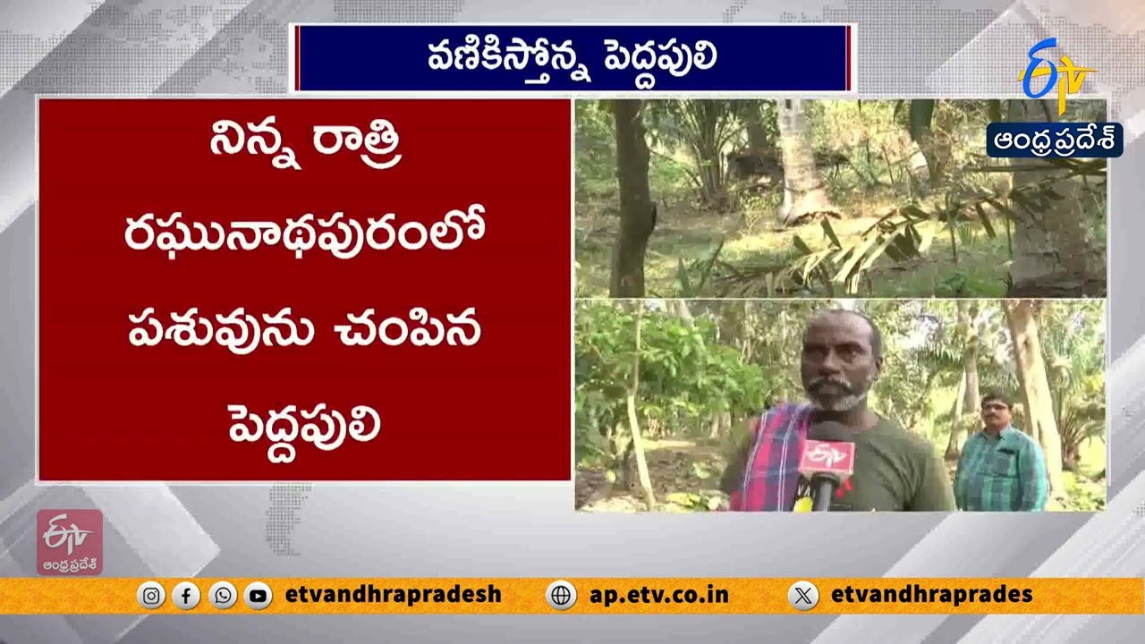 తూర్పుగోదావరిలో పెద్దపులి సంచారం | Tiger Terror in East Godavari | Villagers Panic