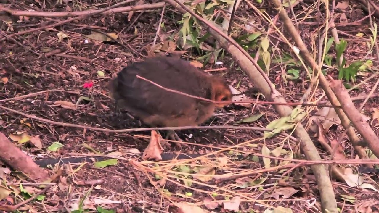 A baby brush turkey 