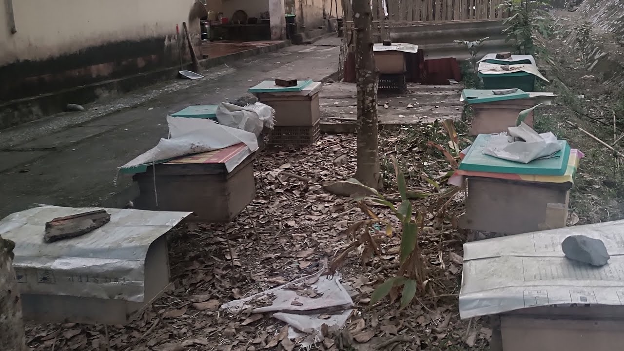 Kinh nghiệm và kỹ thuật nuôi ong