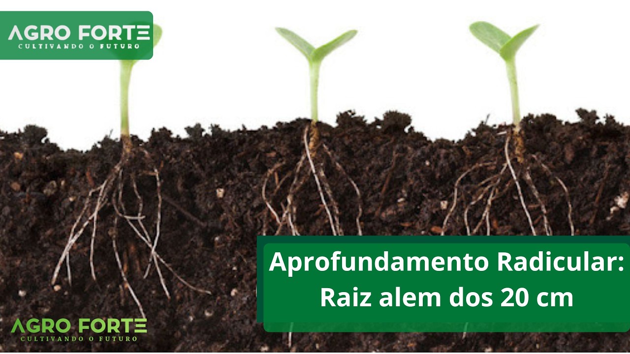 Aprofundamento Radicular: Raiz alem dos 20 cm
