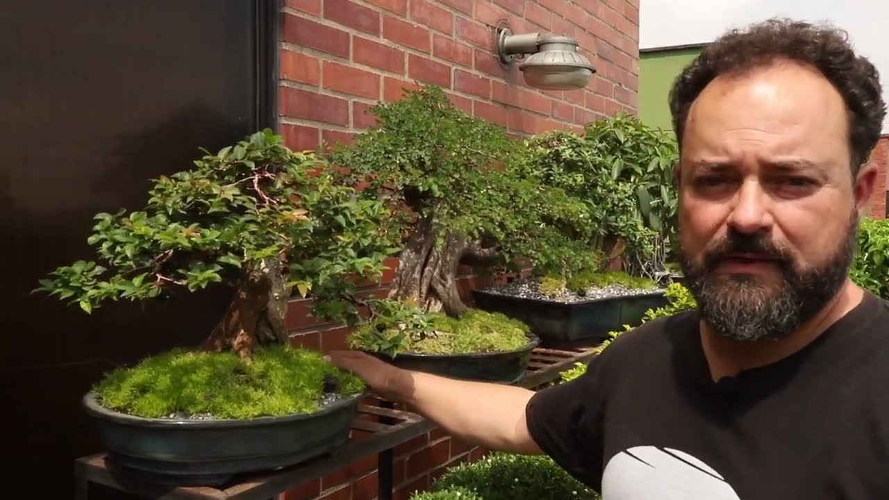 Juan Carlos Arbelaez mostra o Bonsai Colombiano