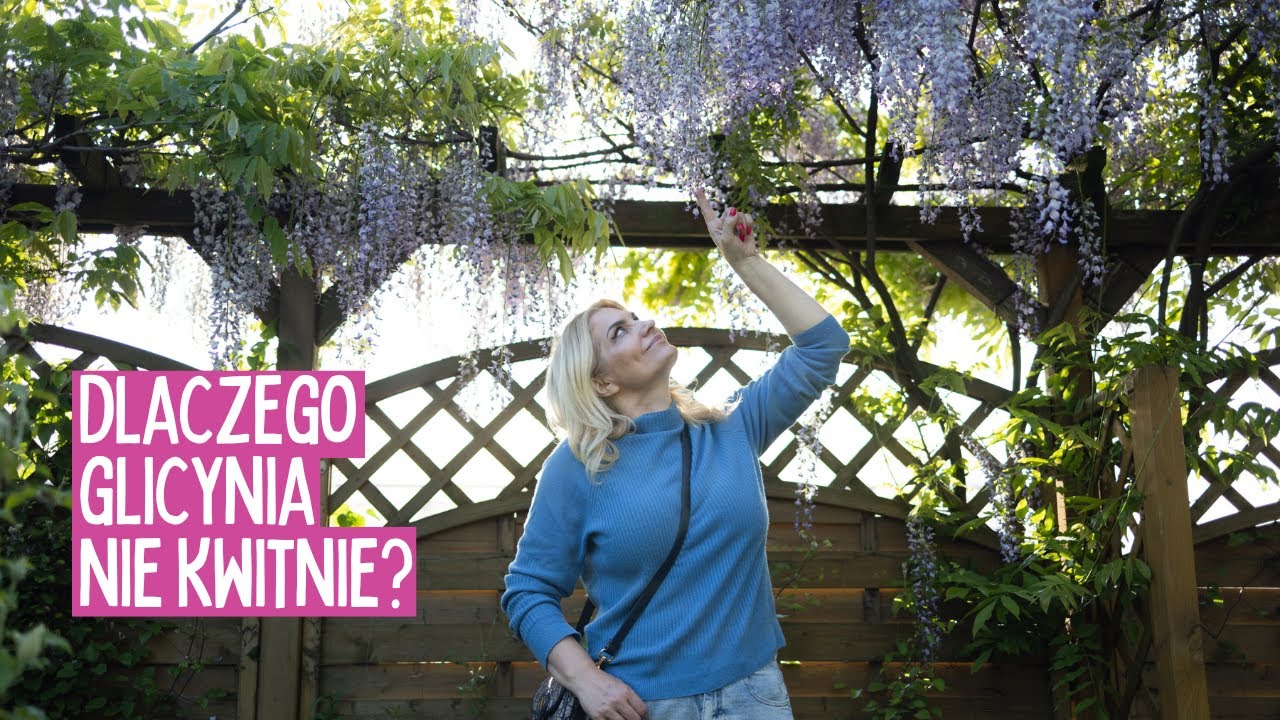 Dlaczego glicynia nie kwitnie? Uprawa glicynii / wisterii