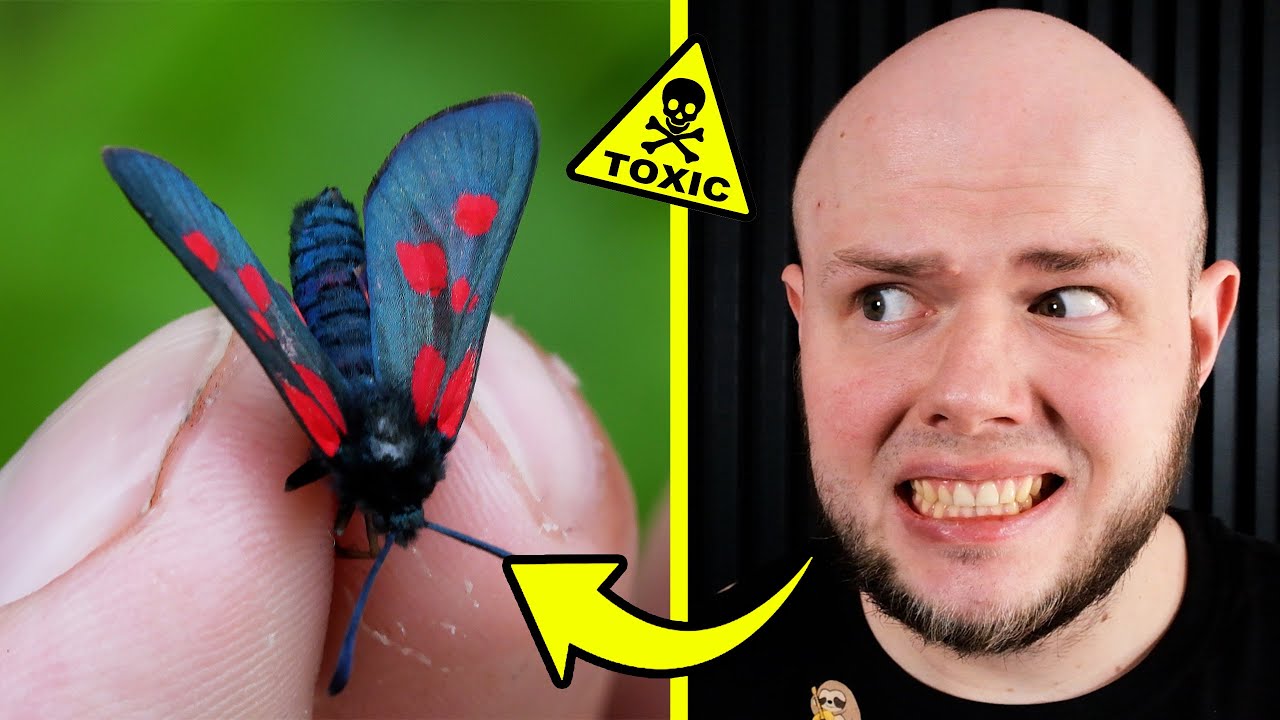 Trujące motyle na naszych łąkach - szukam owadów i pająków W TERENIE