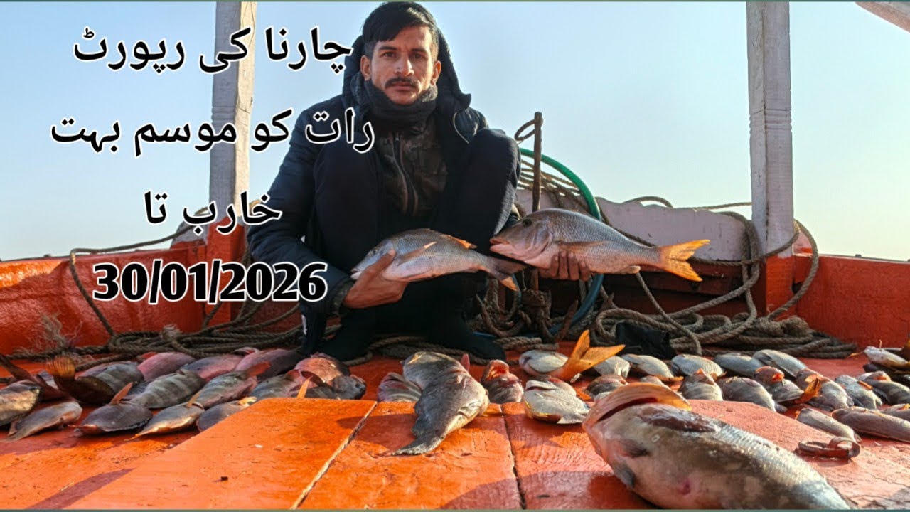 Charna island Fishing update 30/01/2026 bed weather