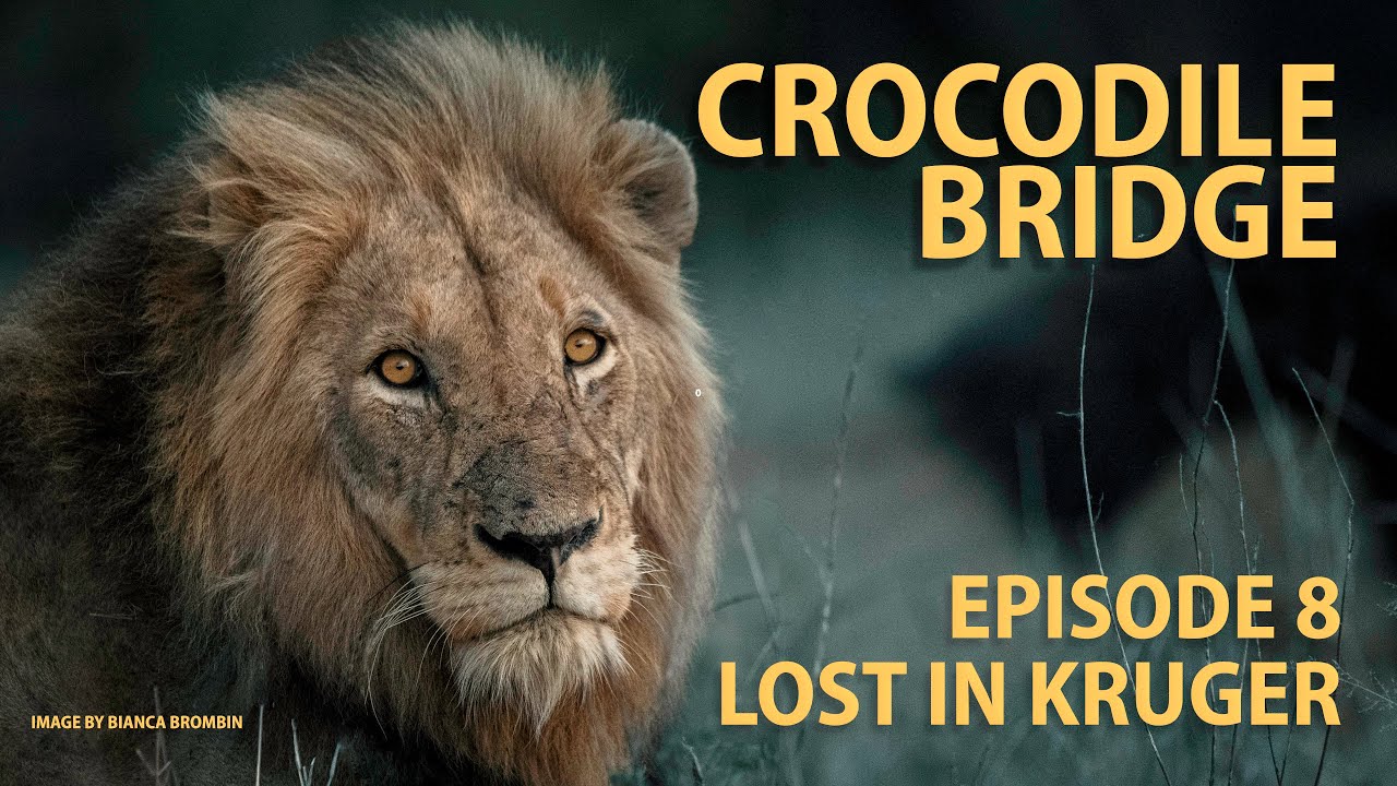 КРОКОДИЛОВ МОСТ пешком и одно из лучших наблюдений за львами! - Lost in Kruger, эпизод 8