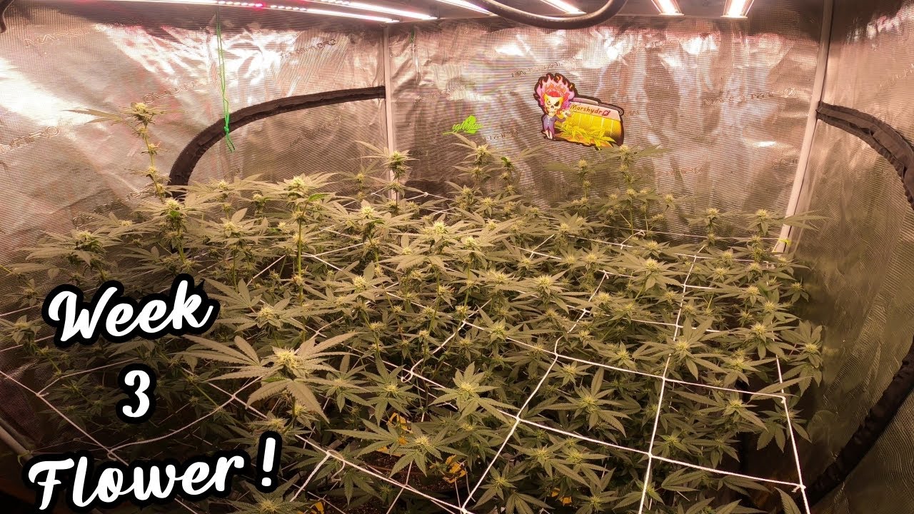 WEEK 3 FLOWER in 4x4 Grow Tent