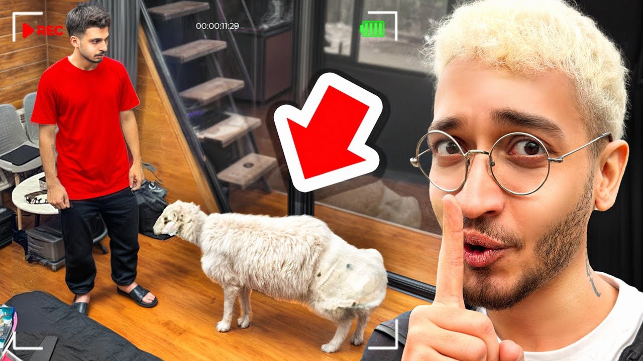 دوستم رو با یه گوسفند توی اتاق زندانی کردم😂🐑PRANK