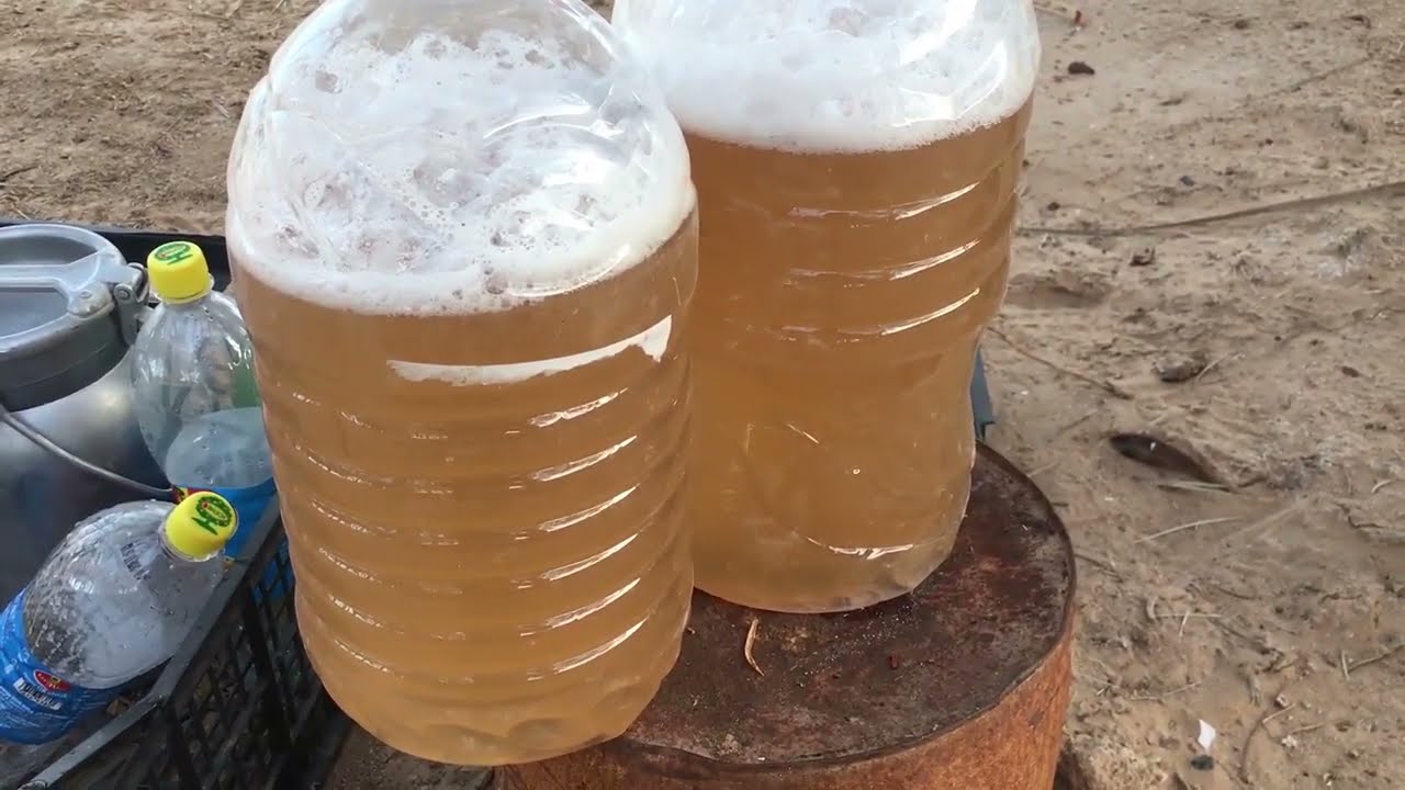 طريقة استخراج ماء النخيل (اللقبي )