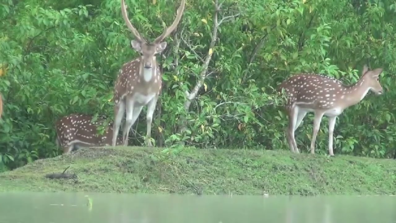 হাতিয়াজুড়ে বিস্তীর্ণ খোলা আকাশের নিচে সবুজ প্রান্তর, গ্রামীণ নয়নাভিরাম শোভা, পাখপাখালির কলকাকলি