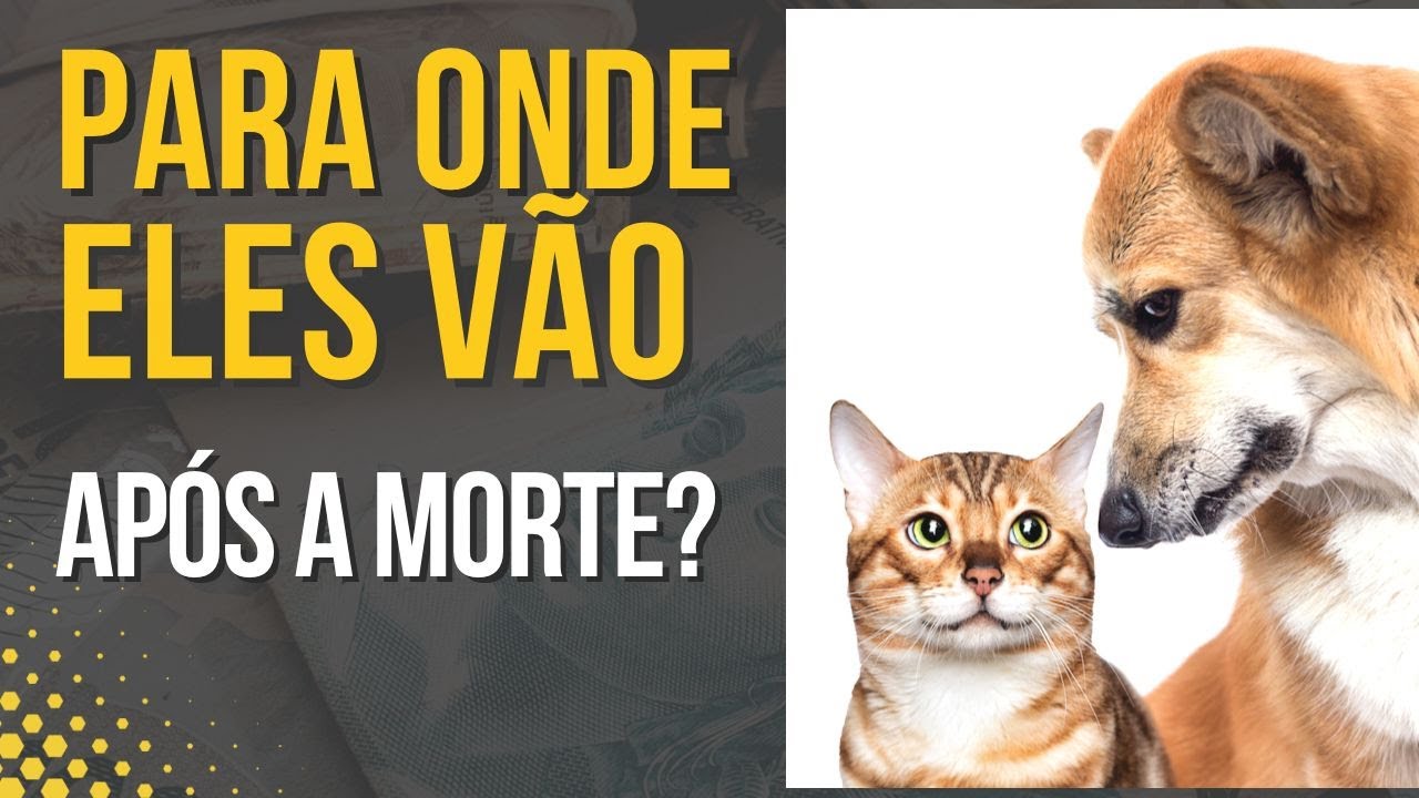 A Vida Após a Morte dos Animais! A Incrível Jornada Espiritual dos Bichos