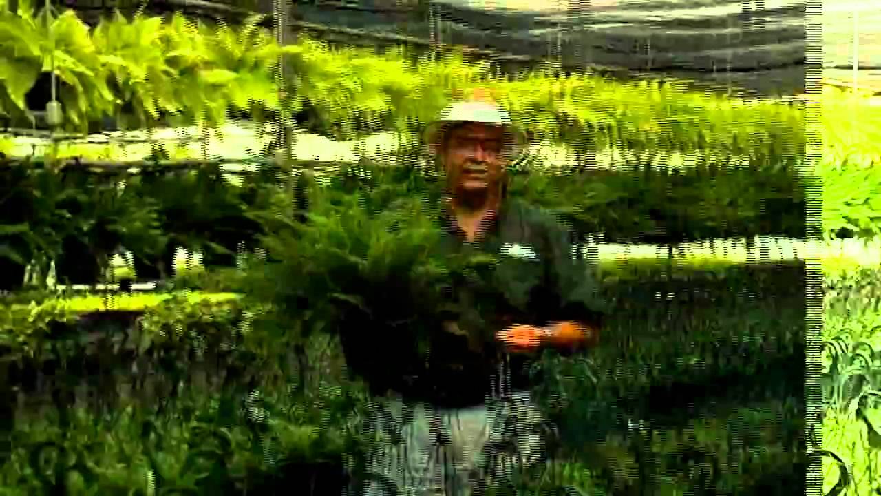 Fern Hanging Basket Care Instructions.avi