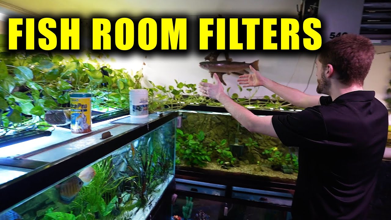How to filter MASSIVE FISH ROOM!