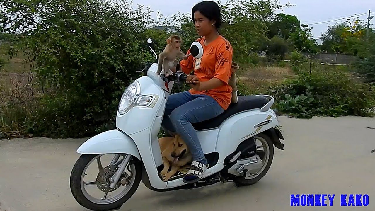 Baby Monkey | Mom Riding Motorbike Around Home With Monkey Kako Monkey Luna And Puppy MoMo