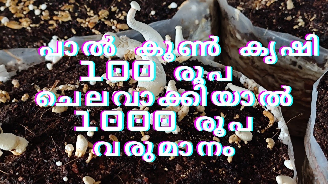 പാൽ കൂൺ കൃഷി 100 രൂപ ചെലവാക്കിയാൽ 1000 രൂപ വരുമാനം
