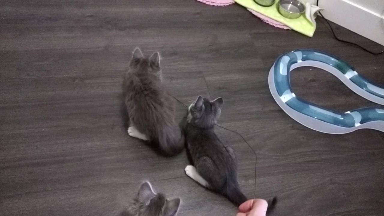Stark Kittens Playing 3 [VOKRA]