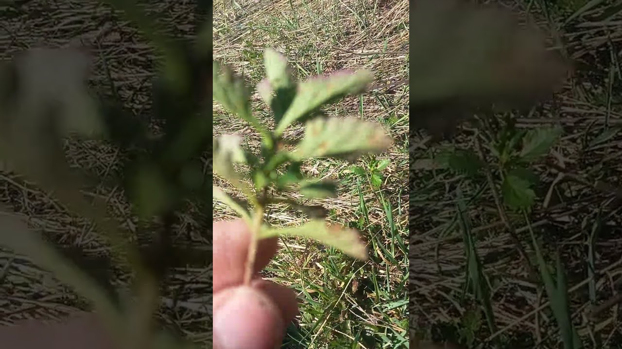 Dubačac, podubica (ćosmahmut u istočnoj Bosni) ljekovita biljka za stomačne tegobe.