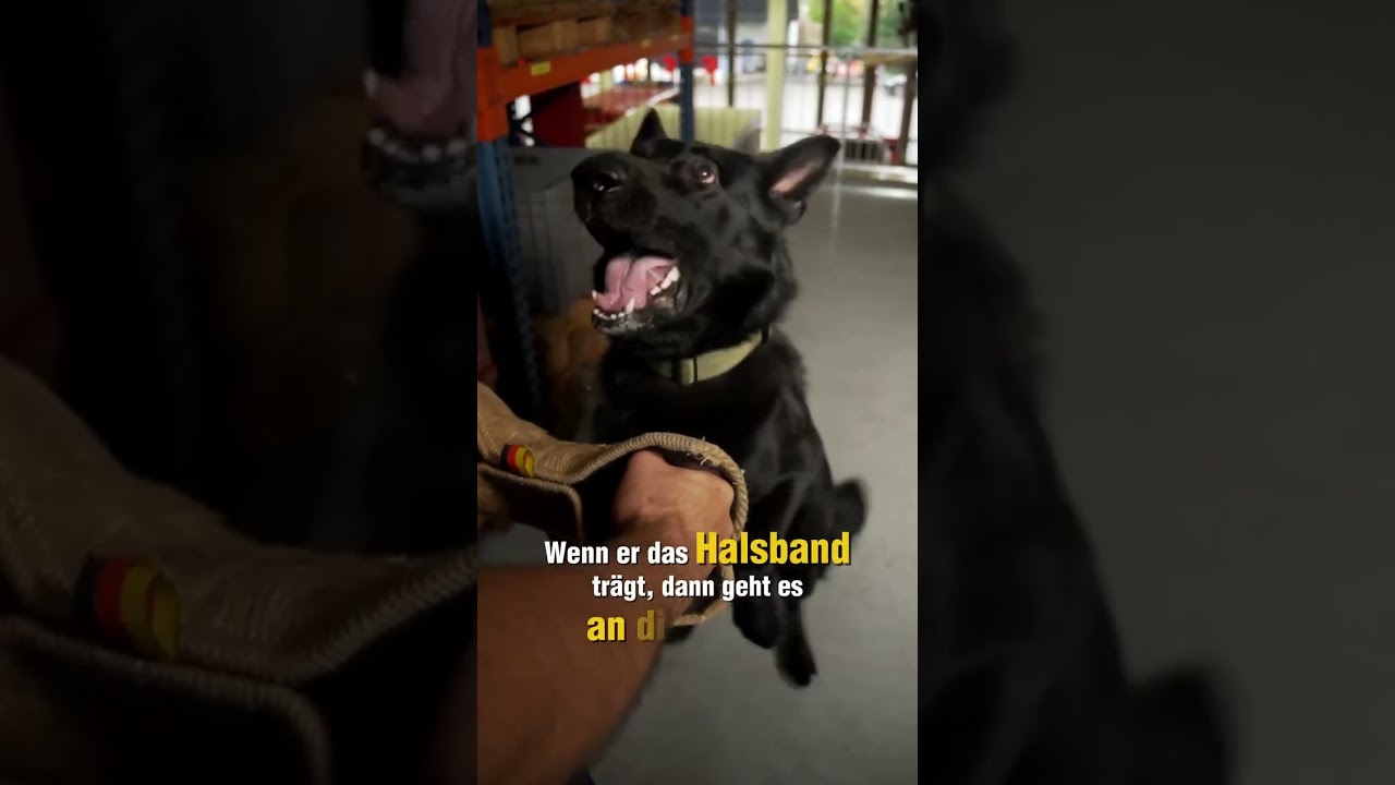 🐾🚓 Angelo & sein Polizeihund – Ein starkes Team bei der Stadtpolizei St.Gallen 💙🐶