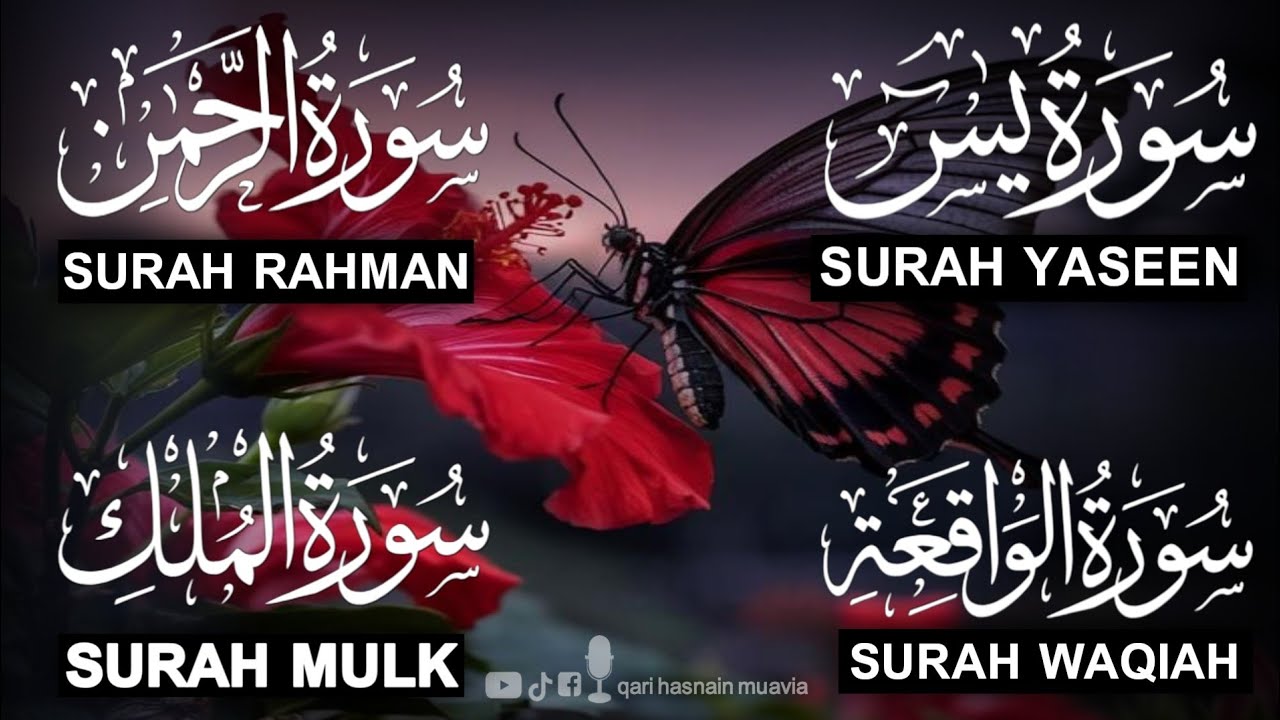 Surah Yasin ❤️ (Makki), Rahman, Waqiah & Mulk | Ep 316 | Daily Quran Recitation & Blessings