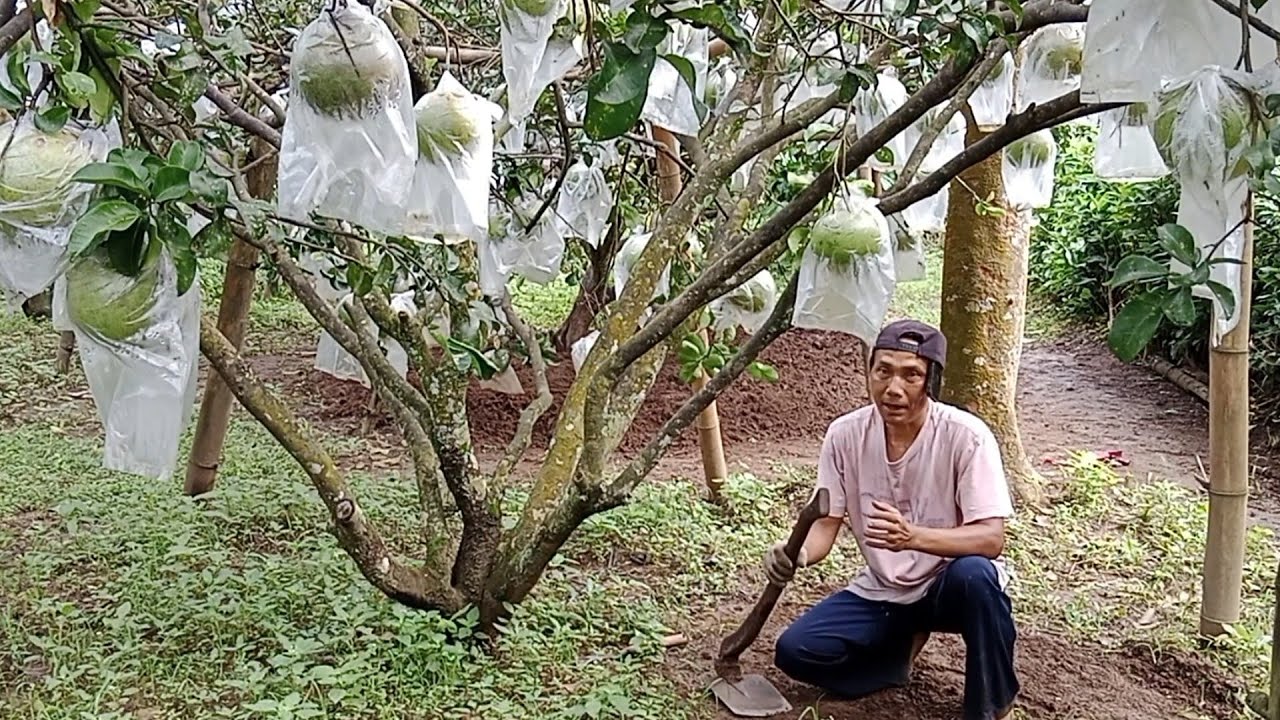 Agar Buah Jeruk Bisa Maksimal Besar. 