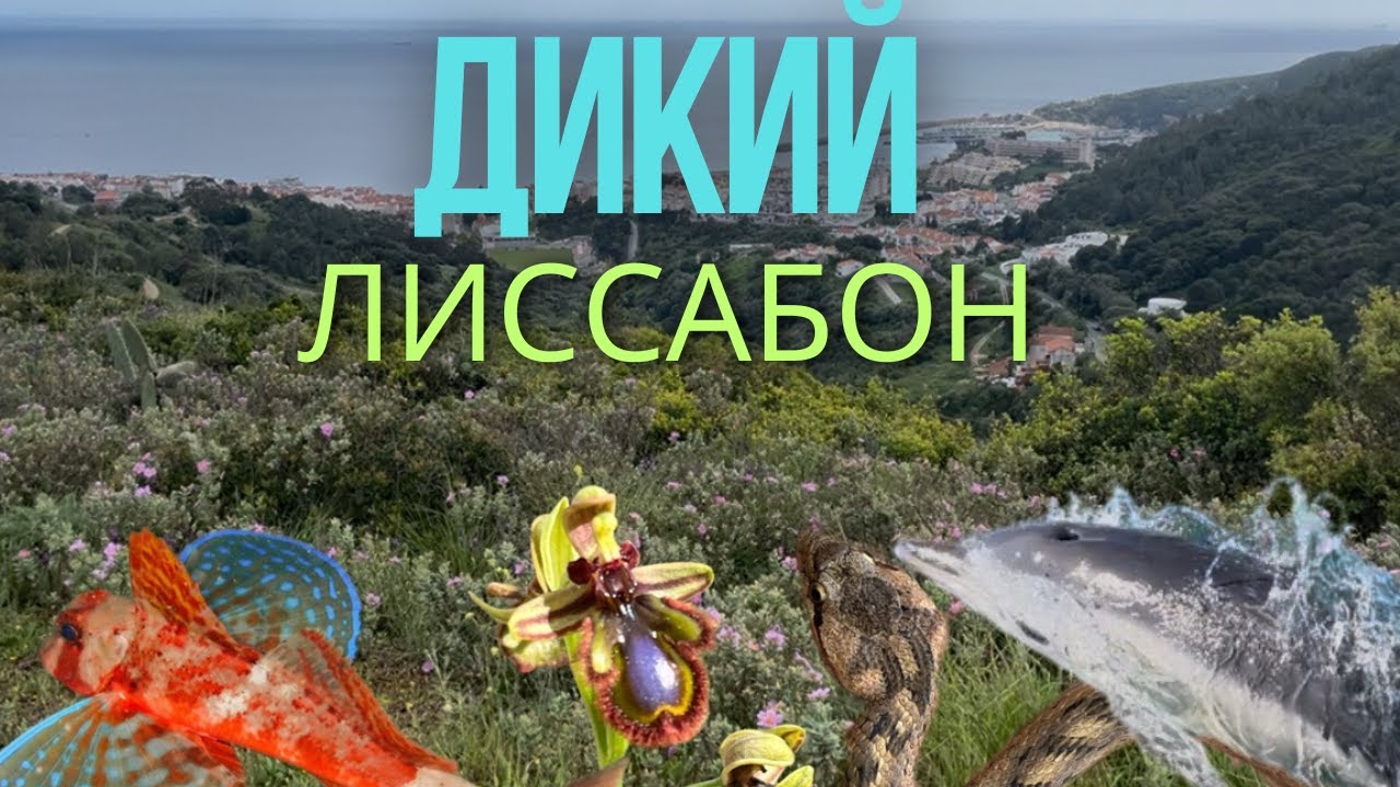 Дикий Лиссабон - влог о природе // Wild Lisbon - Wildlife Vlog