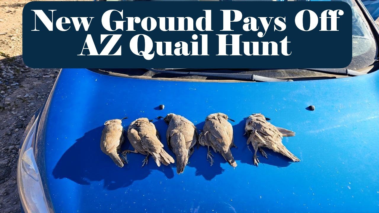New Ground Pays Off | 5 Birds Down on Gambel’s Quail