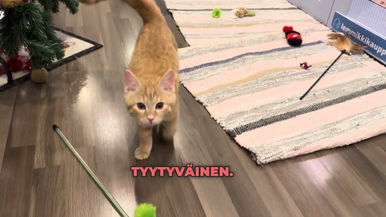 Vierashuoneen Sabriinan viimesenä muuttava pienokainen 🥰