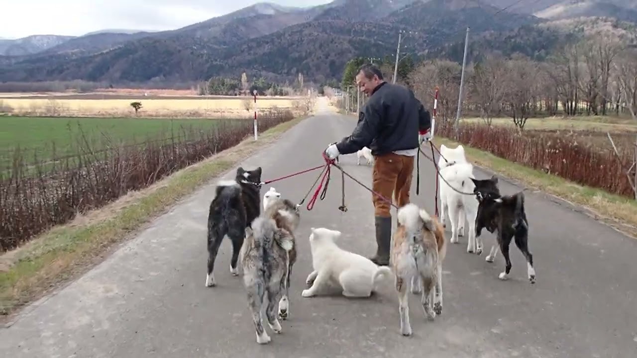 秋田犬の仔犬　産まれて3か月の散歩