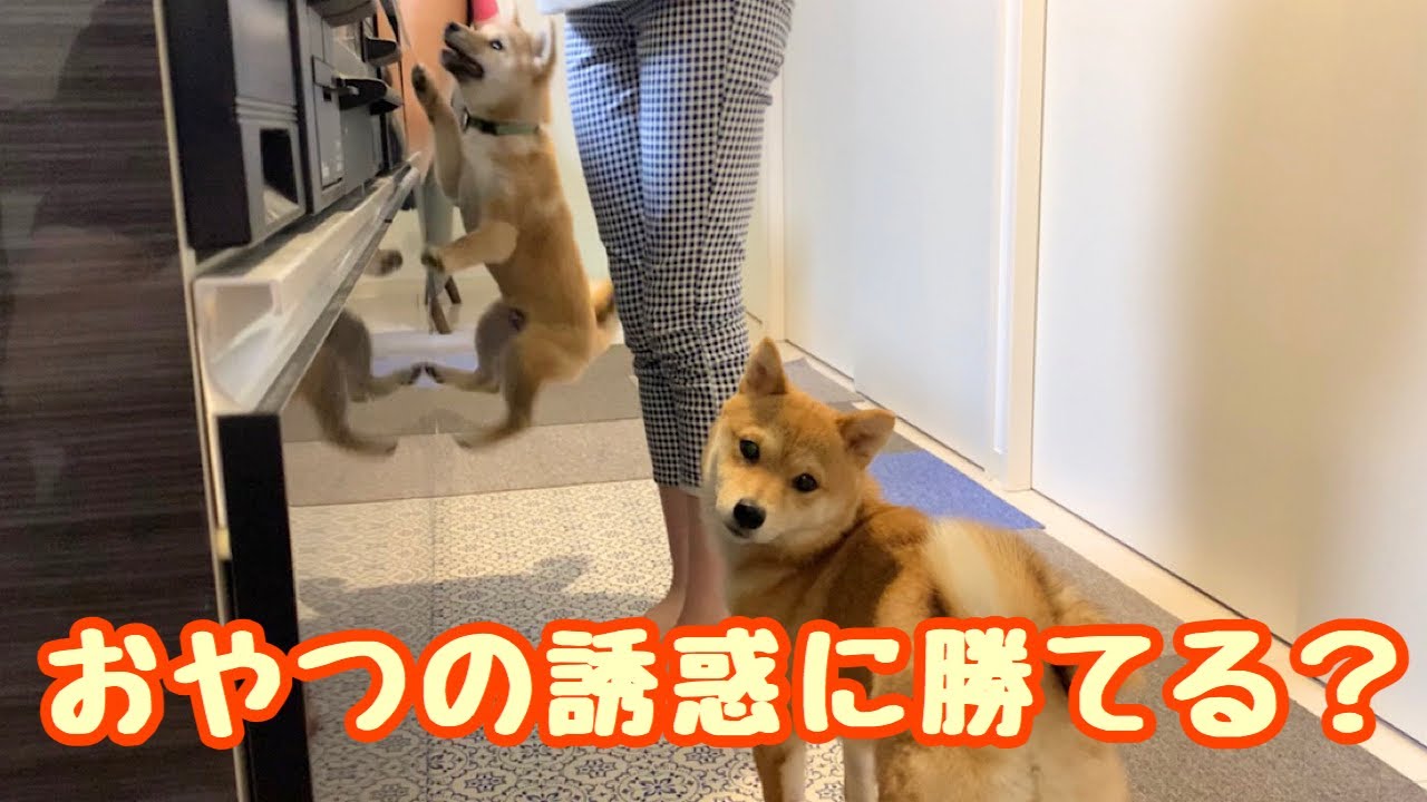 シャンプー嫌いな豆柴をおやつでお風呂まで誘導できる？ご褒美にテンション上がる豆柴姉弟