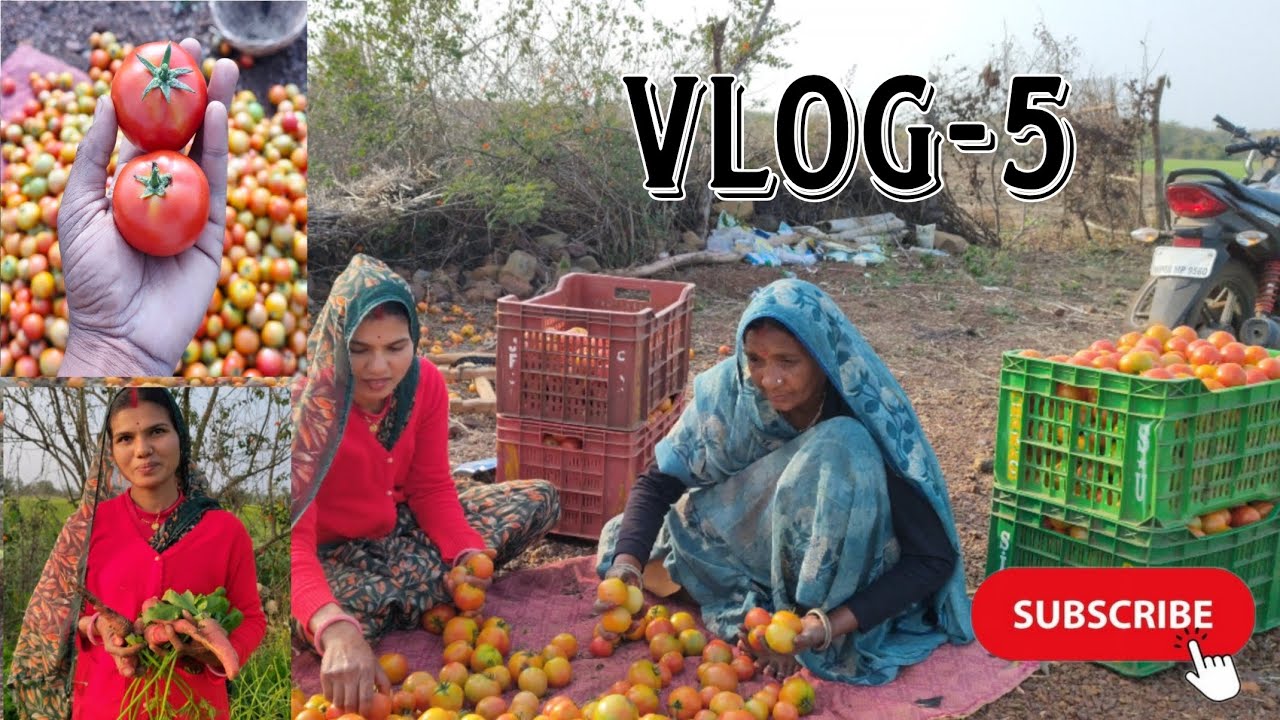 आज हमने खेत पर टमाटर की तुड़ाई की🍅🍅 #tamatarkikheti #vlog #minivlog #villagelife #trendingaudio 