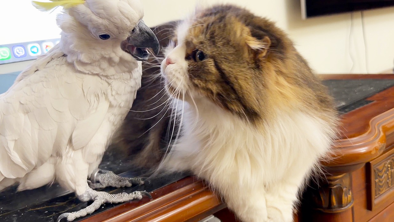 Parrot Christina asks the cat to kiss her. Попугай Кристина просит кота ее поцеловать.