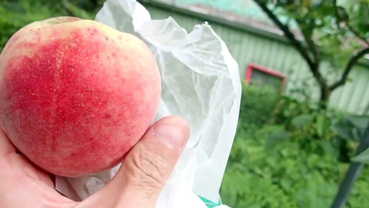 拉拉山現採水蜜桃 .蔡家果園 (2020.06.26 )