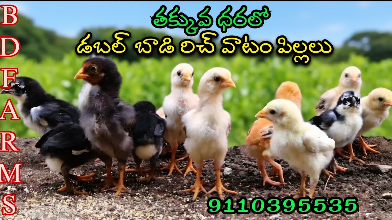 SOLD Out #Top Quality chicks #13 రిచ్ వాటం పిల్లలు #డబుల్ బాడి పిల్లలు #chicken #trending 