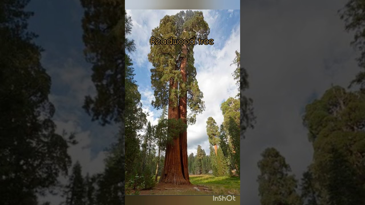 Giant Redwood Tree 🌲 compared to humans::: enjoy the video