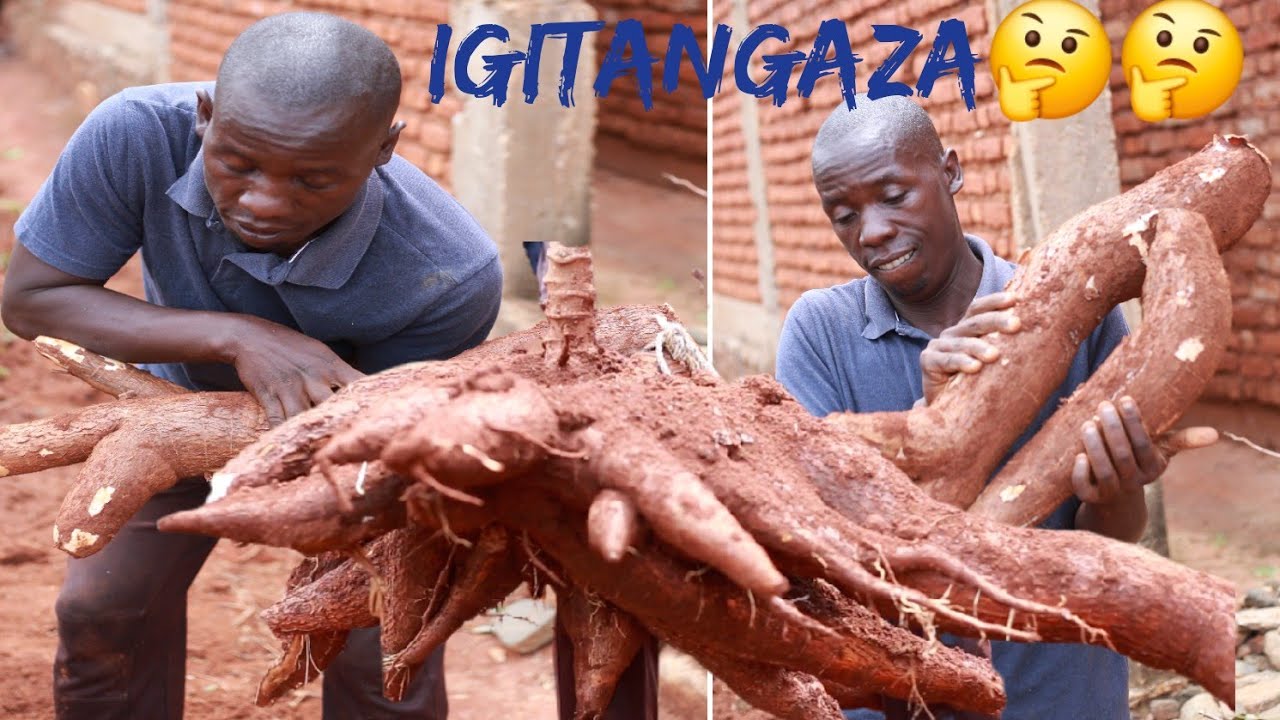 “Umwumbati w’igitangaza uriko imyumbati 25 – Ubuhinga bushasha bwo kwimbura vyinshi 💥”