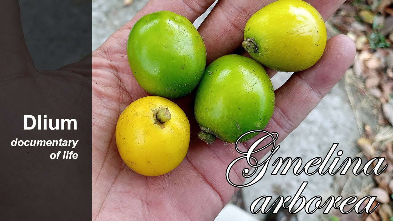 Гмелина древовидная (Gmelina arborea) - часть 2