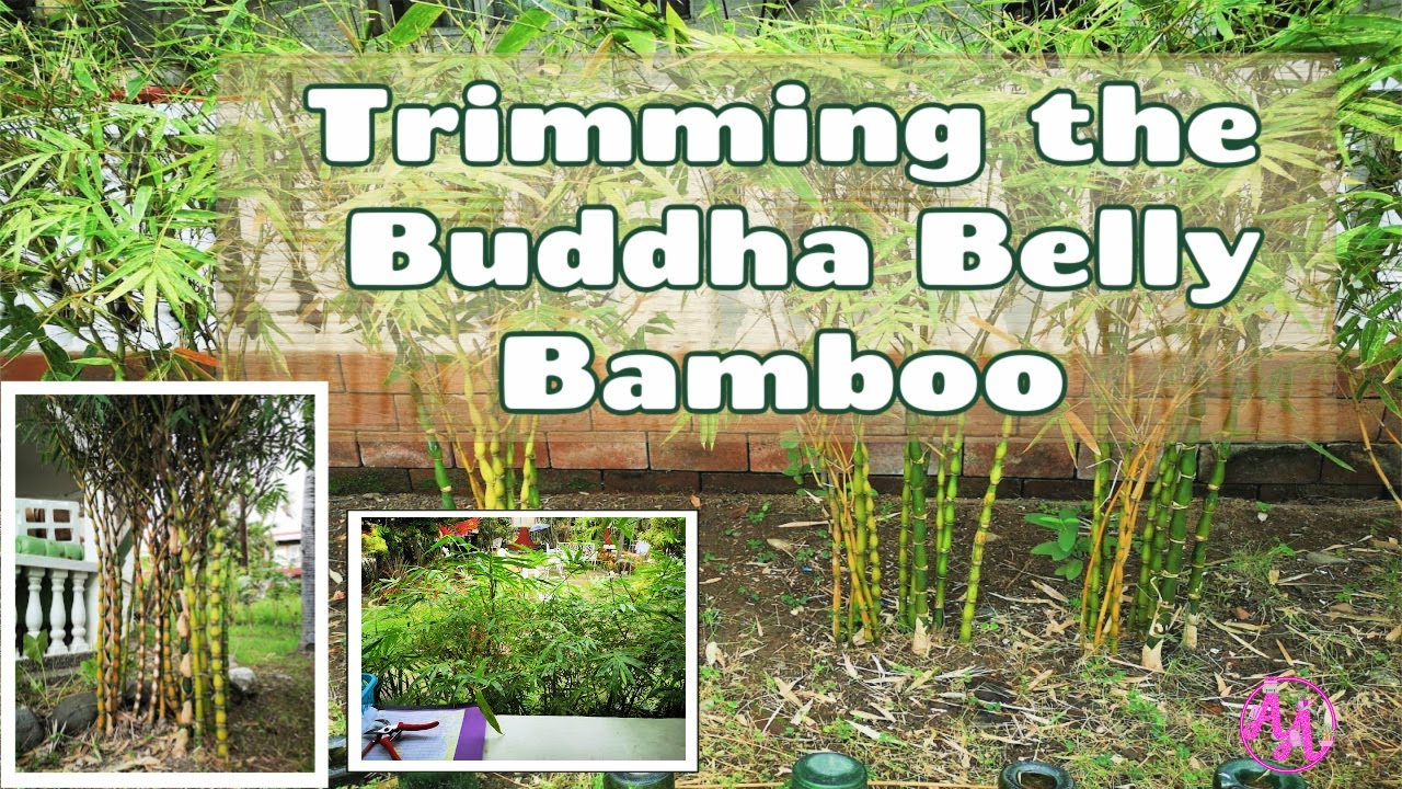Trimming the Buddha Belly Bamboo