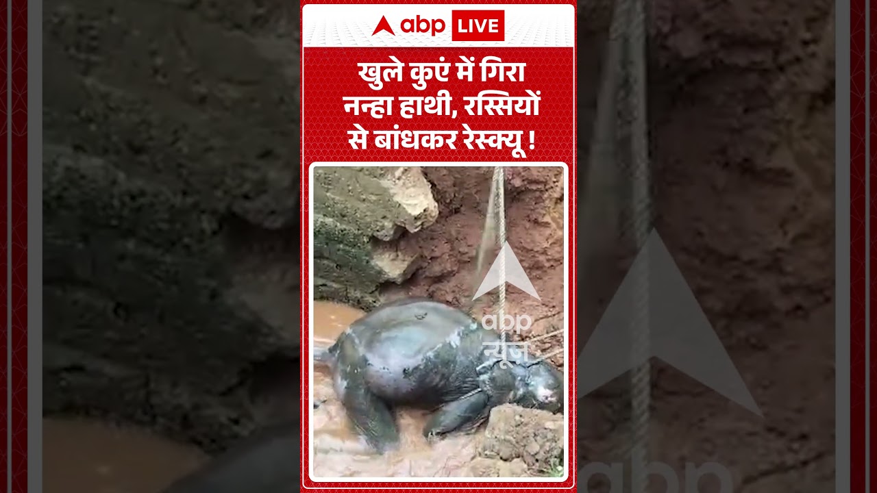Viral Shorts: खुले कुएं में गिरा नन्हा हाथी, रस्सियों से बांधकर रेस्क्यू! | #shorts #elephant #odisa