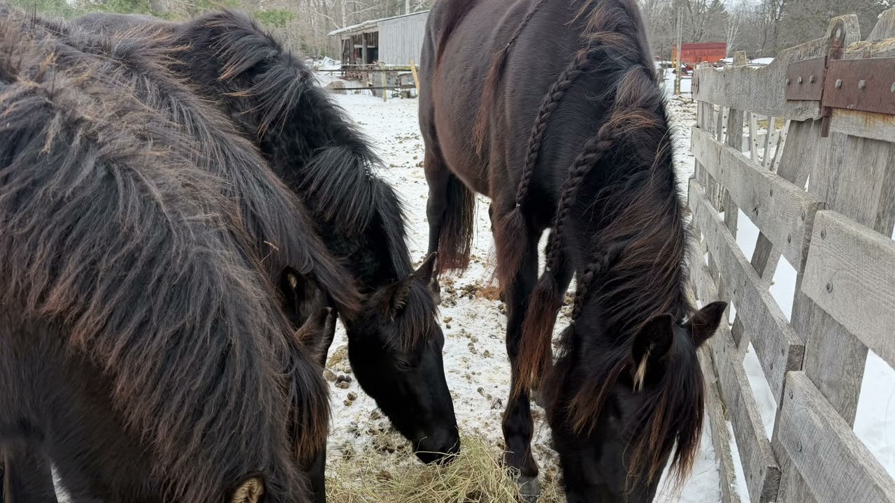 Welcome Journee!! The newest addition to the farm! Purebred Canadian Mare. 
