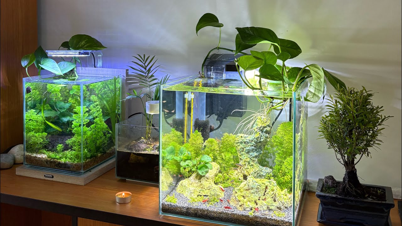 Monté un acuario natural sin filtro, mis primeros acuarios!!!