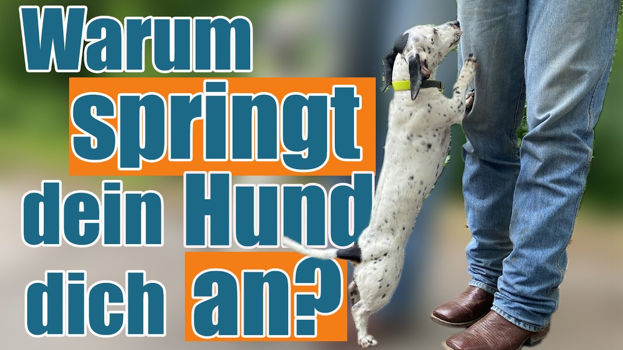 Hund springt dich an - so gew&ouml;hnst du es ihm ab - Hundetrainer Steve Kaye